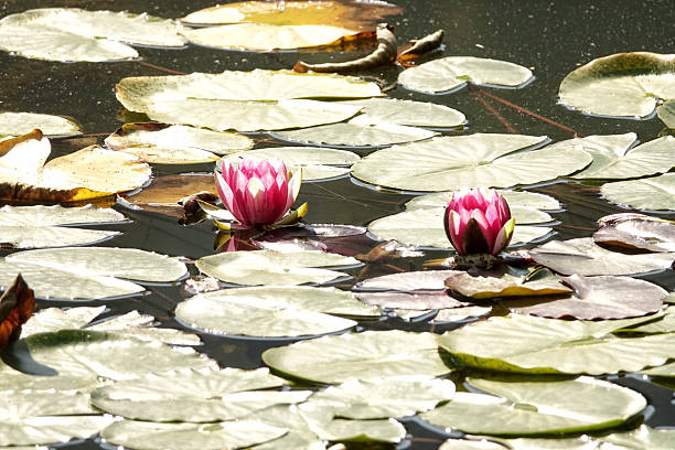 Water lily flowers in lake