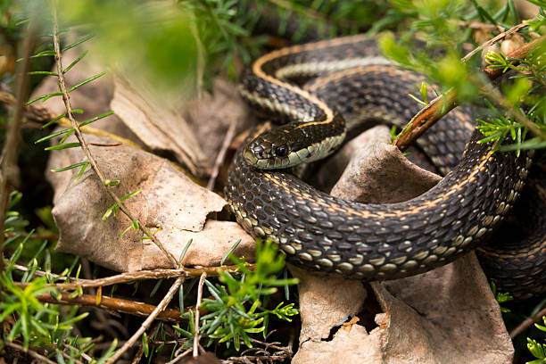 istock Closeup of a coiled garter snake in springtime 2221958014