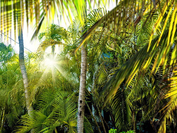 Palm trees in Key West, Florida