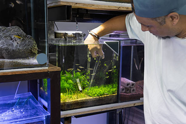 istock Store worker caring for aquariums indoors 2221959199