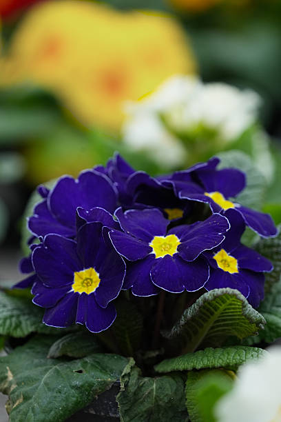 Primula Chic blue dark blue purple closeup.