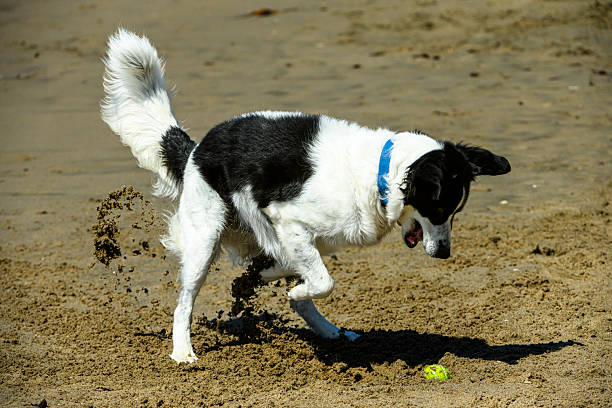 Black and white dog playing, with yellow ball, on ocean beach.Taken in Santa Cruz, California, USA