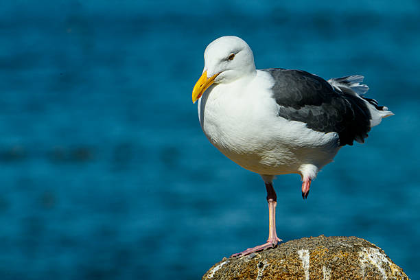 Seagulls swimming and flying in calm waters of Marina del Rey, showcasing vibrant marine life and picturesque shoreline.