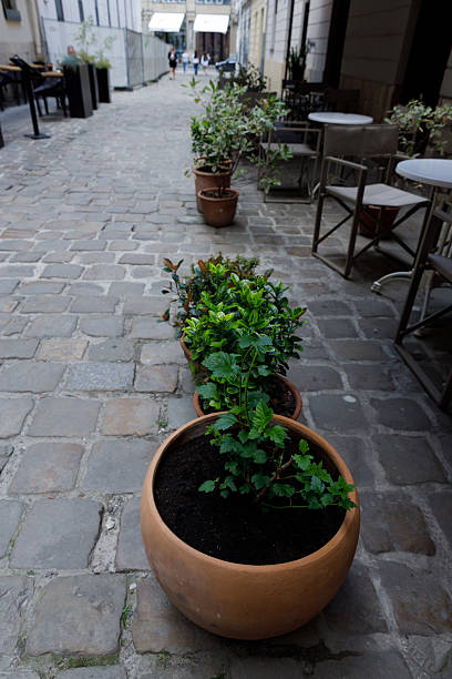 istock Charming Cobblestone Alleyway Decorated with Potted Plants and Tables, Creating a Serene Ambiance for Passersby to Enjoy Nature Amidst Urban Life and Gatherings, Ideal for Relaxation 2221959689
