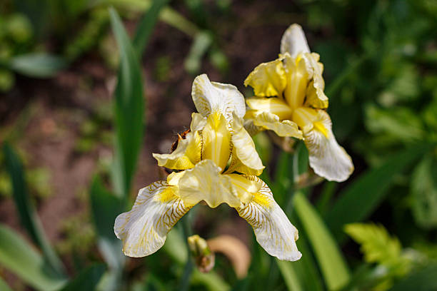A  delicate blue and white iris flower