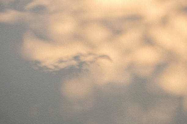 Abstract natural tree branch leaves shadow on beige wall background
