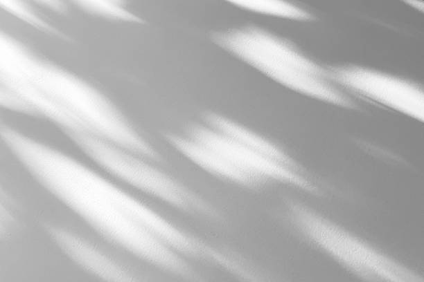 istock Abstract natural tree branch leaves shadow on white wall background 2221966060