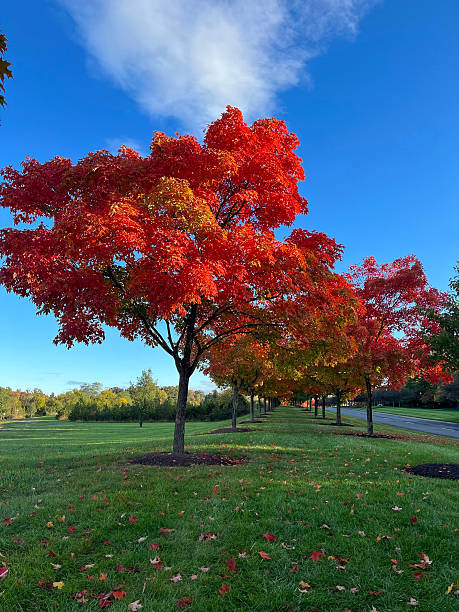 istock Fall landscape highlighting tree with orange leaves against brilliant blue sky 2221970892