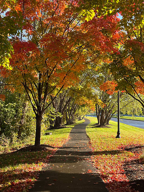istock Fall landscape with leaves changing on trees and the ground with a walkway 2221970930