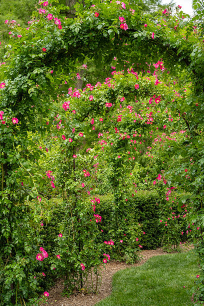 istock Climbing roses in garden 2221972079