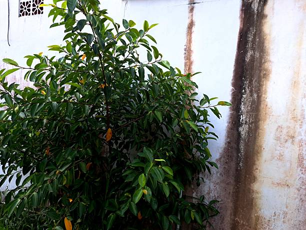 istock Banyan (Ficus benjamina and several other types( genera)of Ficus from the fig family or Moraceae ),also called waringin or beringin 2221972840
