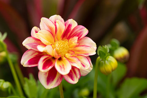 Blomming dahlia in Summer