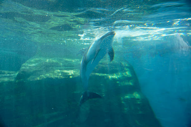 istock Dolphins swimming in the blue sea 2221977834