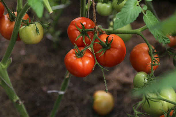 istock Image of several tomatoes on a branch side view. 2221978542
