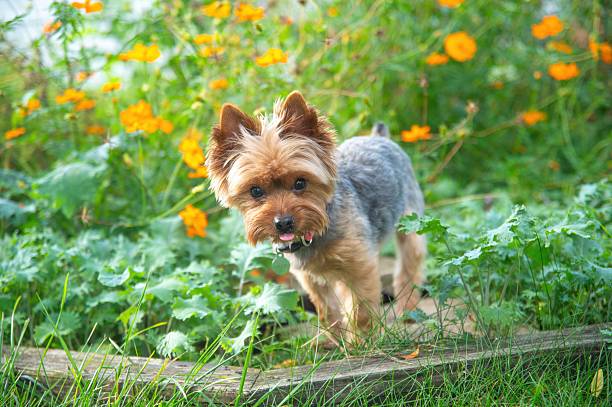 Yorkshire terrier exploring garden with orange flowers in Kalamazoo, Michigan, United States