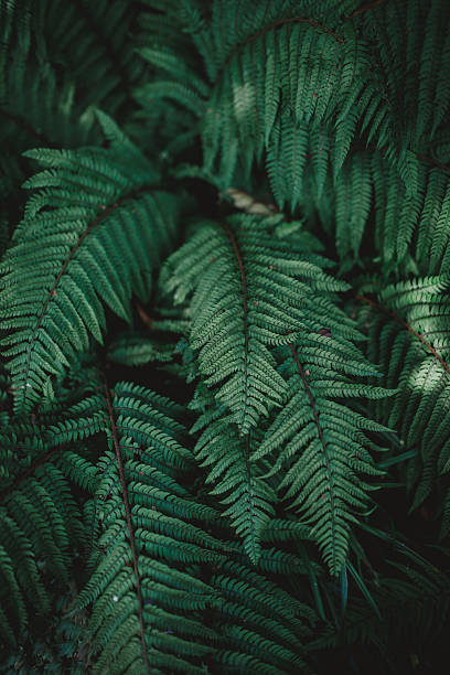istock Green ferns in a garden 2221979063