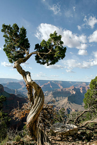 istock Twisted Juniper tree foreground of Grand Canyon 2221979563
