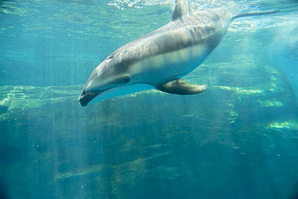 istock Dolphins swimming in the blue sea 2221979608