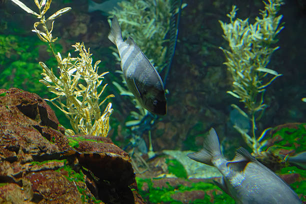 Fish swimming underwater with purple and green light reflections on surface.