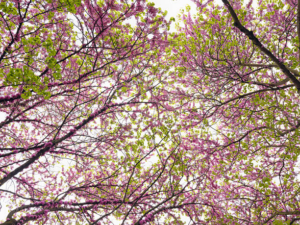Blooming judas tree branches creating canopy of pink and green a in Paris, Île-de-France, France