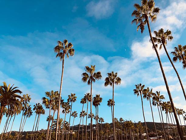 istock Palm Trees San Diego County California 2221979914
