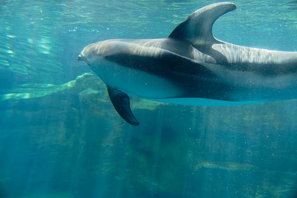 istock Dolphins swimming in the blue sea 2221980635