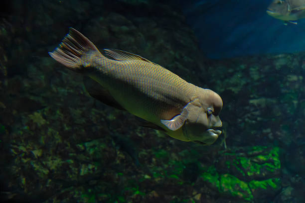 Asian sheephead wrasse (Semicossyphus reticulatus) under water