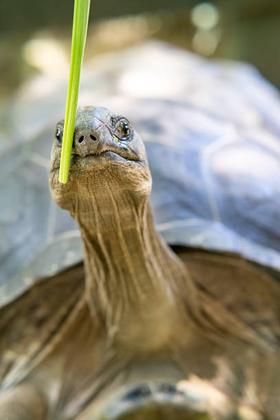 istock Big giant tortoise walking on the ground. 2221981164