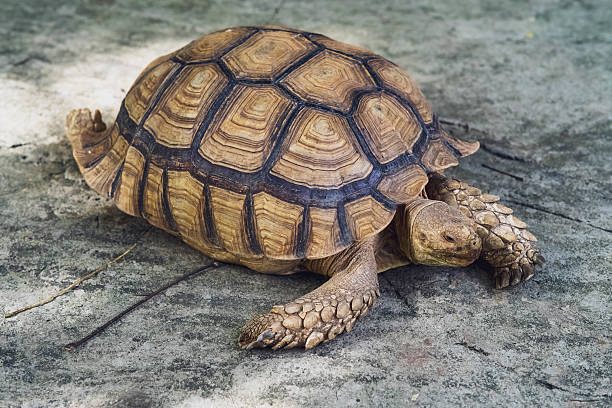 istock Big tortoises walking on the ground. 2221981203