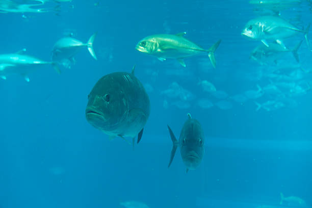 istock Giant trevally under water 2221986614