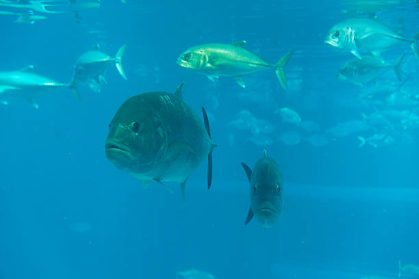 istock Giant trevally under water 2221986633