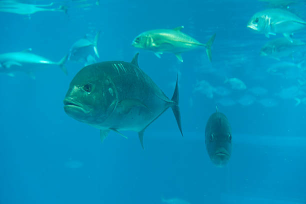 istock Giant trevally under water 2221986834