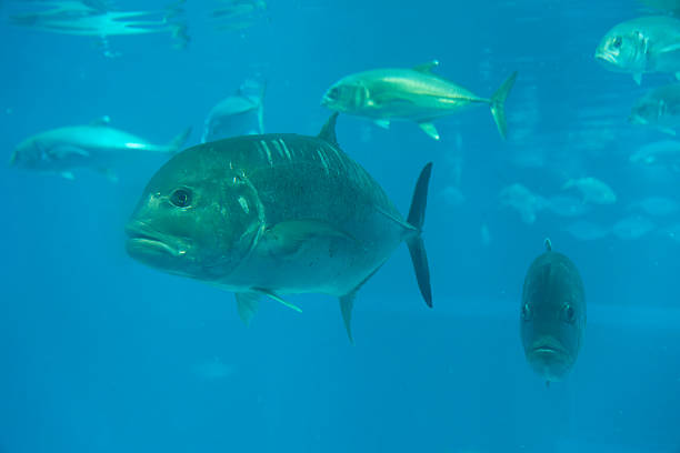 istock Giant trevally under water 2221986837