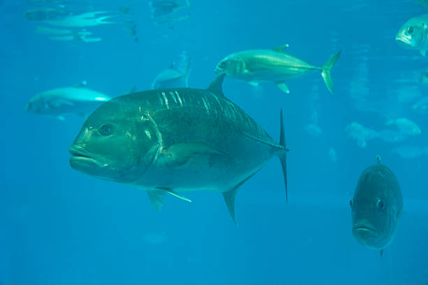 istock Giant trevally under water 2221986852