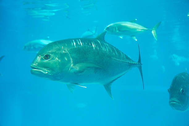 istock Giant trevally under water 2221986853