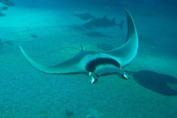 Mobula Rays From Underneath 30+ Mobula Mobular Photos Stock Photos, Pictures & Royalty-Free Images ...