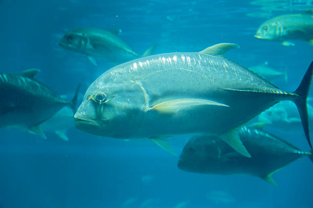 istock Giant trevally under water 2221987019