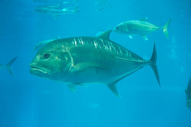 istock Giant trevally under water 2221987022
