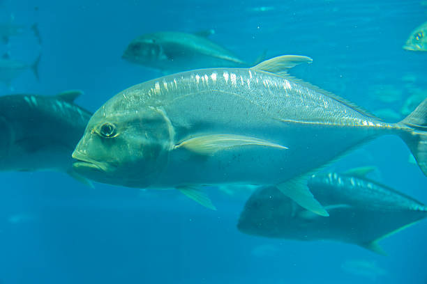 istock Giant trevally under water 2221987125