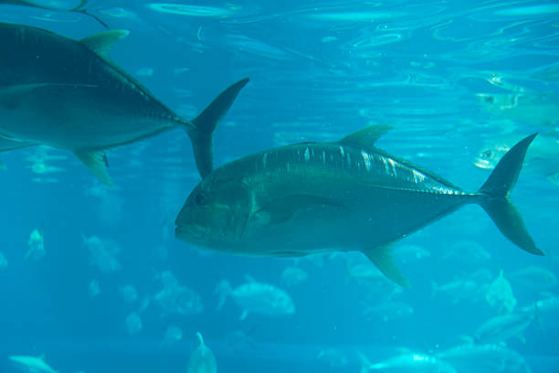 Giant trevally under water