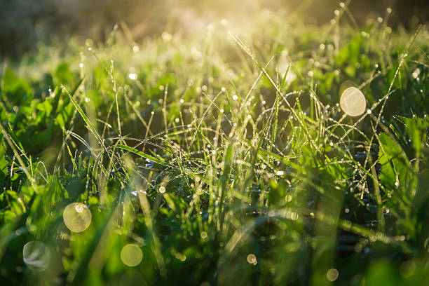 istock Green wet grasses. 2221989214