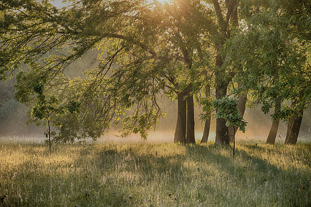 istock Sunlit Forest Landscape With Lush Green Trees and Morning Mist in Tranquility 2221990529