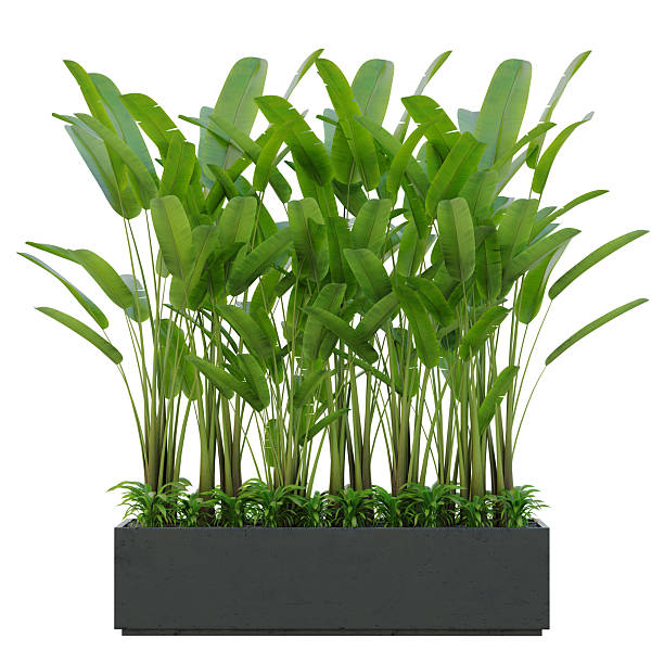 istock Tropical plants green leaves in plants pots. 2221991409