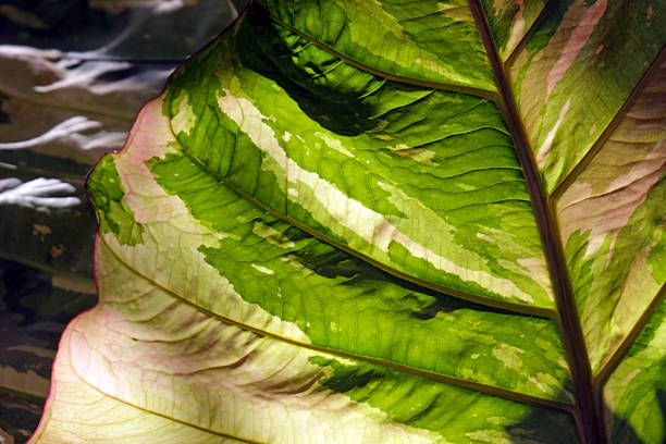 Greenery background, green color of nature plant and leaf environment greenery concept