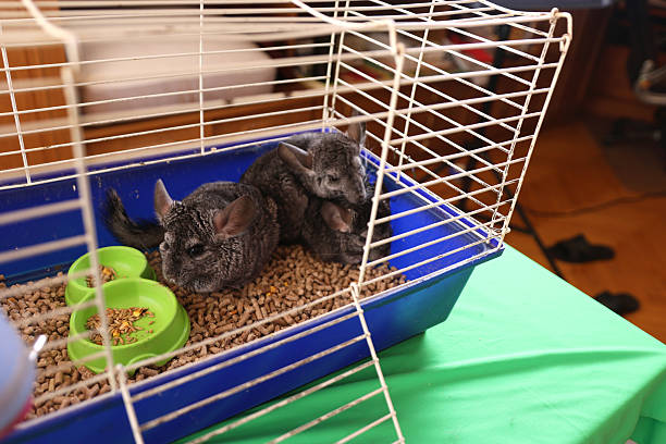 istock People care for and play with chinchillas. 2221992633