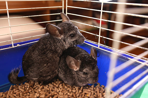 istock People care for and play with chinchillas. 2221992640