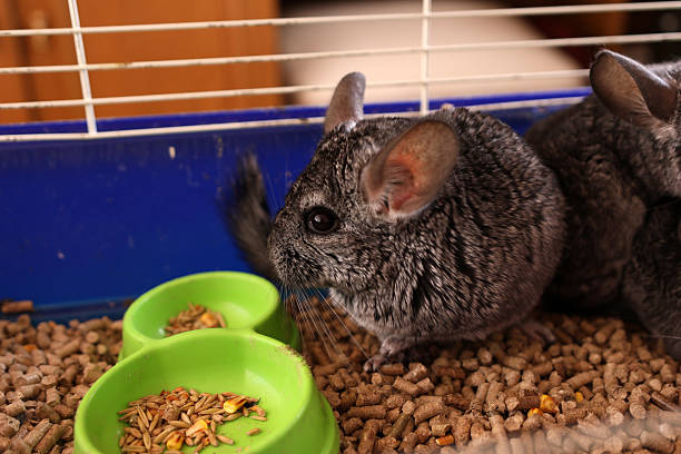 istock People care for and play with chinchillas. 2221992647