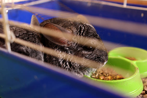 istock People care for and play with chinchillas. 2221992651