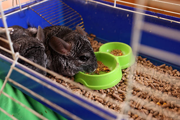 istock People care for and play with chinchillas. 2221992653