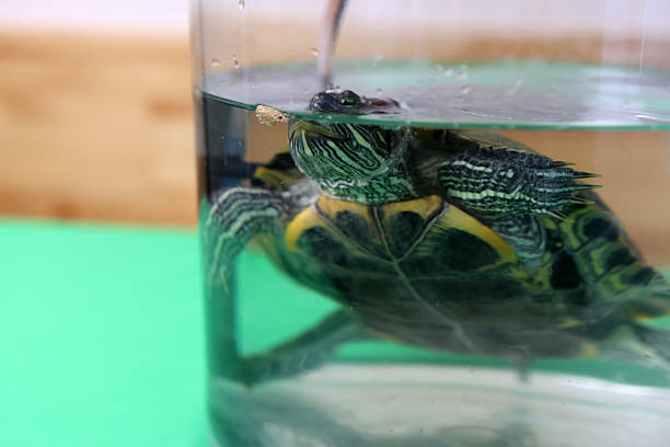 People care for and play with a pet red-eared turtle.